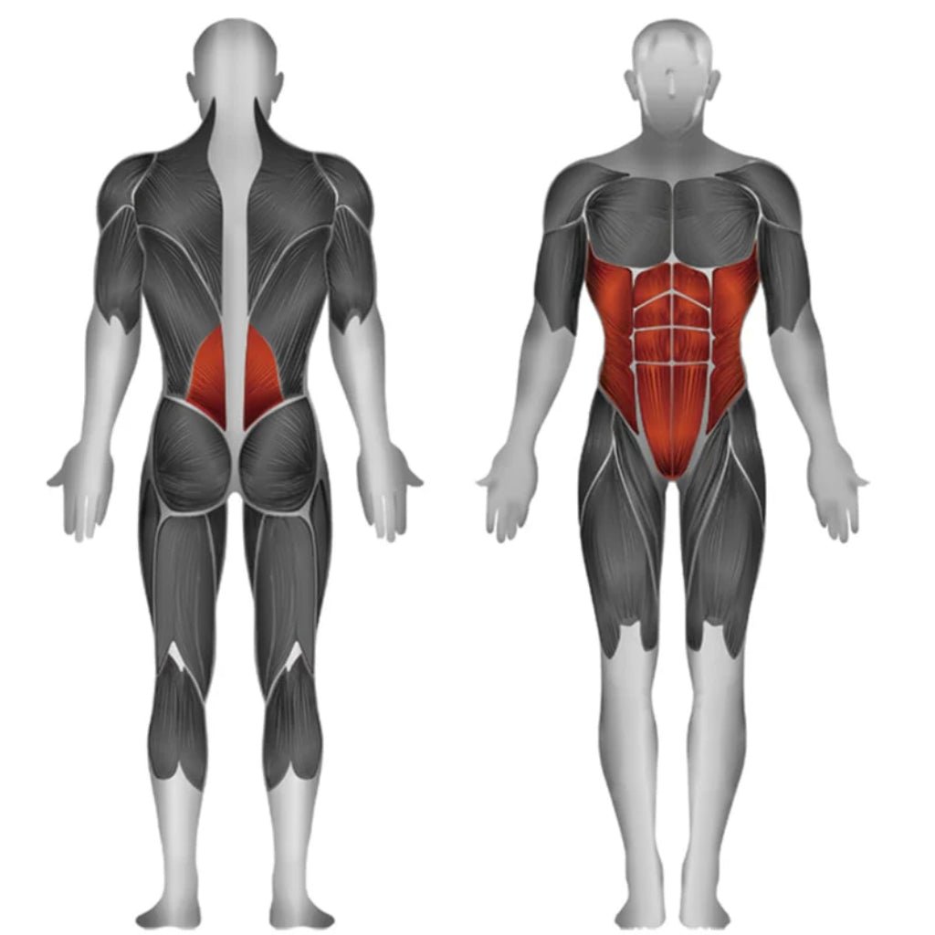 SteelFlex - Steelflex® JGAB900 Ab Curl Back Extension Core Trainer - Selectorized - Revive and Lift