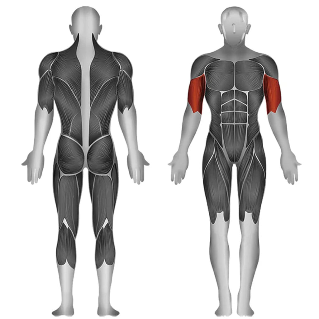 SteelFlex - Steelflex® JGBC600 Selectorized Biceps Curl - Selectorized - Revive and Lift