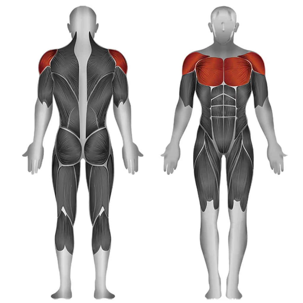 SteelFlex - Steelflex® JGPD700 Seletorized Rear Delt / Fly - Selectorized - Revive and Lift