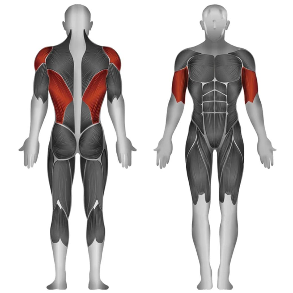 SteelFlex - Steelflex® JGRM1700 Seletorized Seated Row - Selectorized - Revive and Lift