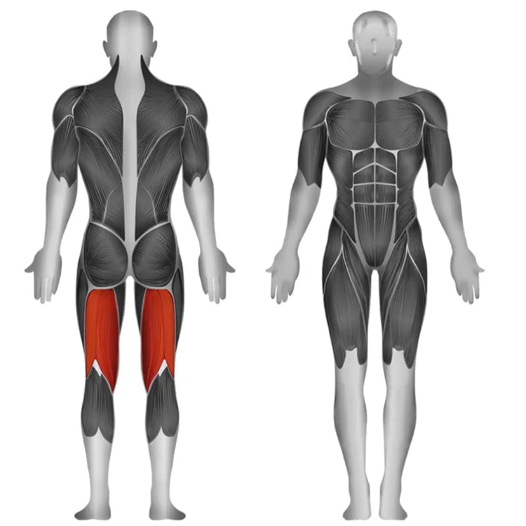 SteelFlex - Steelflex® JGLC400 Seletorized Prone Leg Curl - Selectorized - Revive and Lift