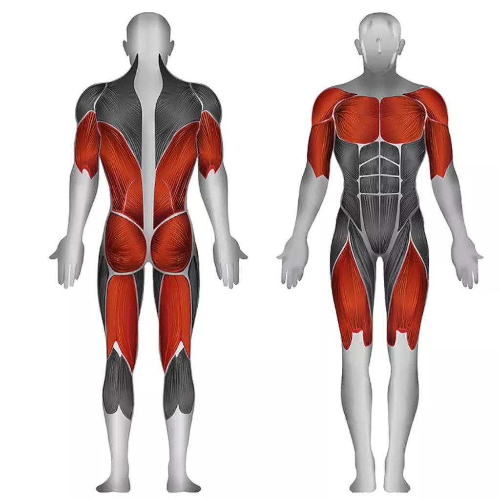 SteelFlex - Steelflex® MSM Counter Balanced Smith Machine - Smith Machine - Revive and Lift