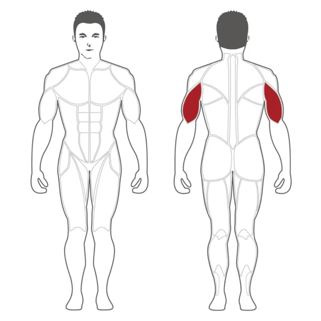 SteelFlex - Steelflex® PLTE Tricep Extension - Plate Loaded - Revive and Lift